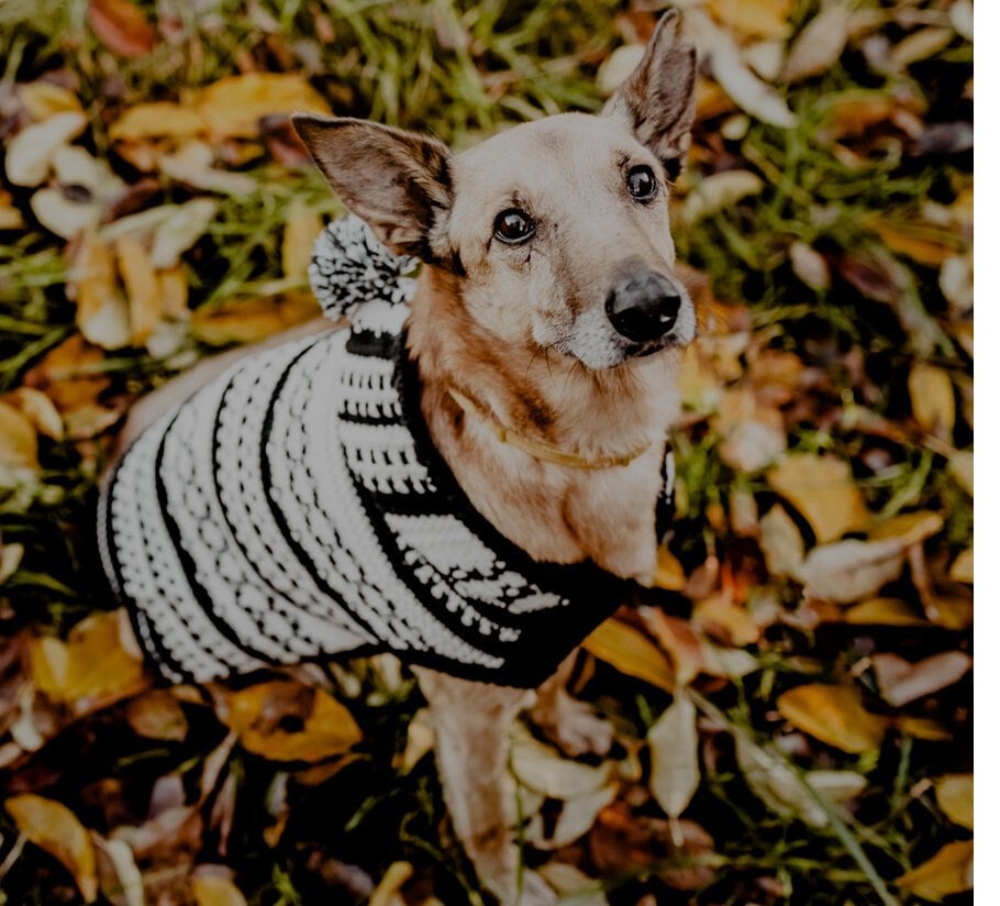 Wsparcie adopcji psiaków