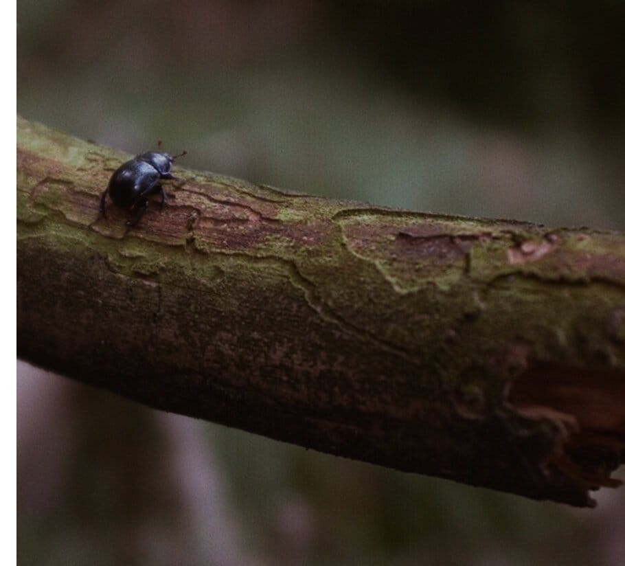 Promocja zagrożonych gatunków