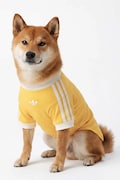 adidas Originals koszulka dla pupila Pet Cali KY8731