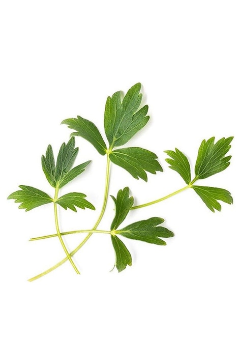 Veritable - Посевной вкладыш Любисток