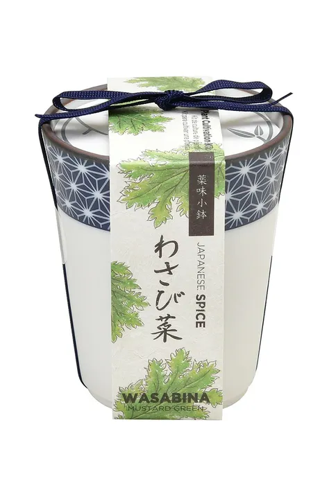 Noted σετ για την καλλιέργεια ενός φυτού Yakumi, Wasabina