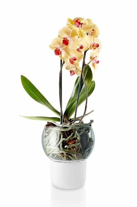 Cvetlični lonček z orhidejo Eva Solo