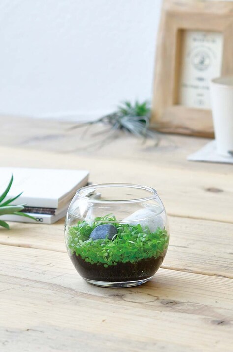 Σετ για την καλλιέργεια ενός φυτού Noted Water Garden