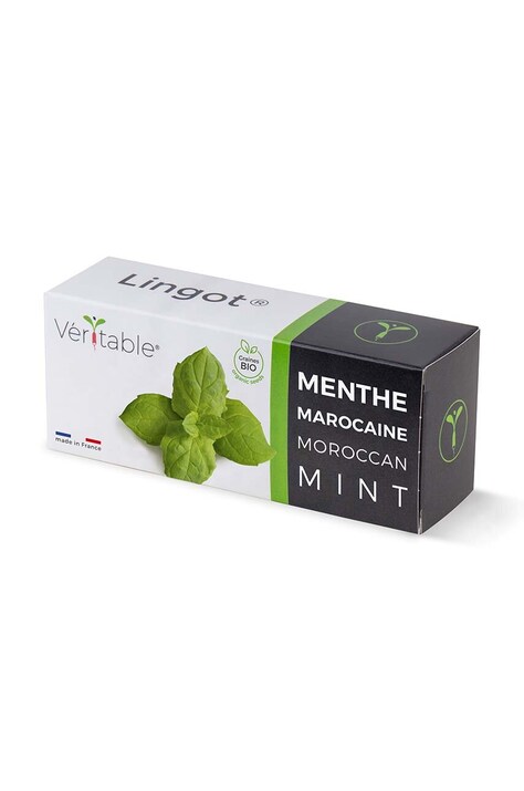Veritable insertie de seminte Moroccan Mint