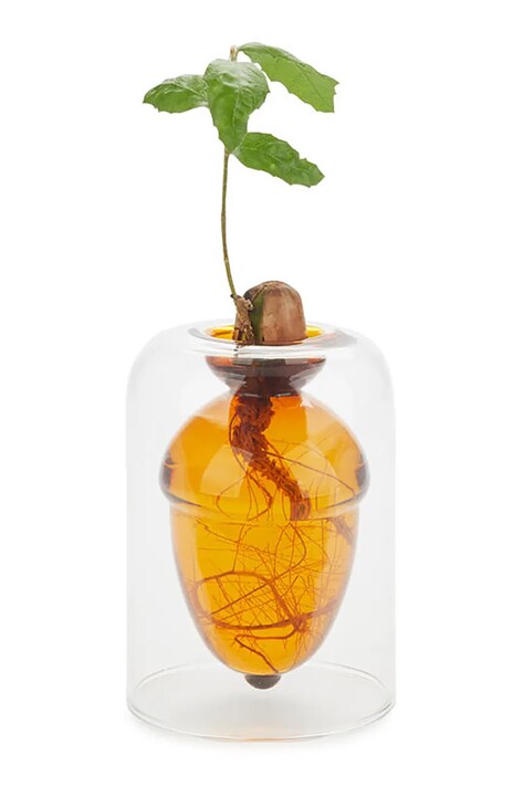 Ваза за отглеждане на семена Balvi Acorn Vase 12 x 8,4 x 8,4 cm