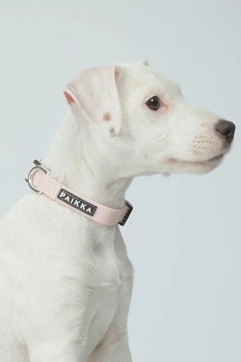 PAIKKA obroża fluorescencyjna dla psa Glow Collar 26 x 2,5 x 0,5 cm kolor różowy 1032015