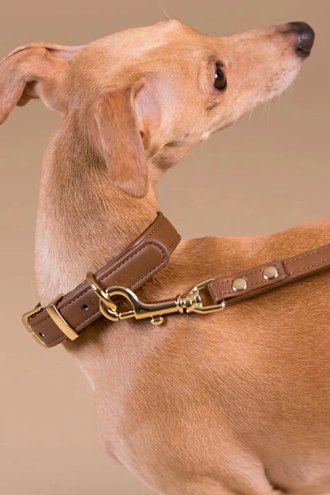 PAIKKA obroża dla psa XL 1031026