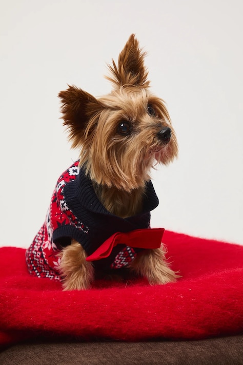 Svetr pro mazlíčka žakárová tkanina, se vzorem více barev RW25-SWUA00