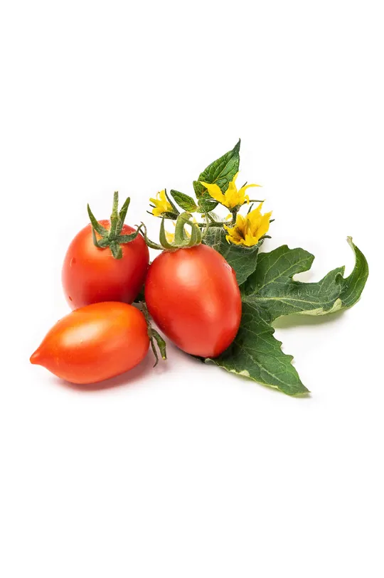 Veritable inserto per semi Pomidor koktajlowy czerwony multicolore
