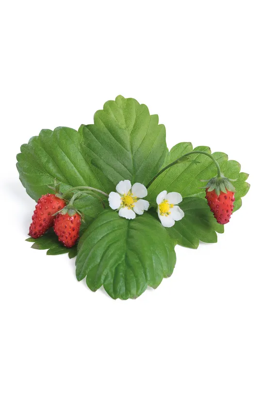Veritable - Náplň so semienkami Lesné jahody viacfarebná