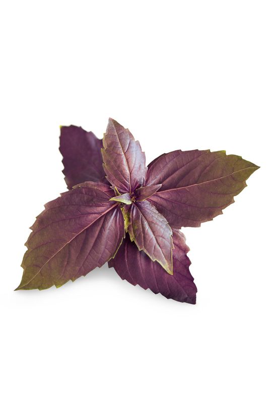 Veritable - Insertie de seminte busuioc violet multicolor