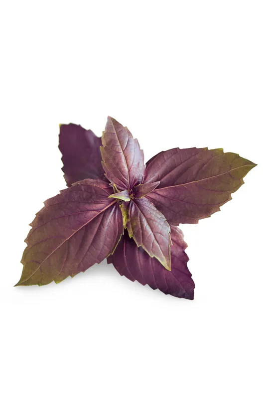 Veritable wkład nasienny Bazylia purpurowa multicolor
