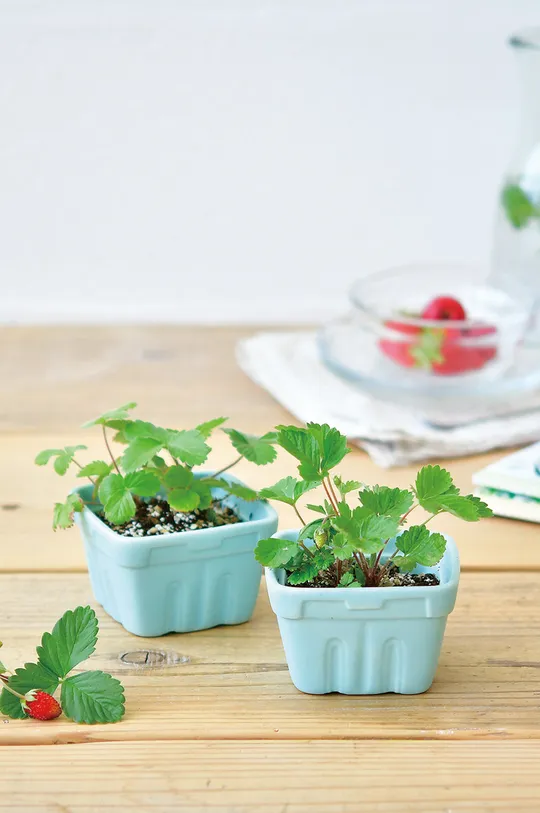 Noted set za uzgoj biljaka Berry Happy šarena