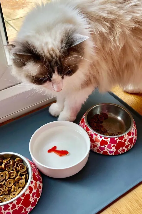 Luckies of London miska na wodę dla kota Goldfish multicolor