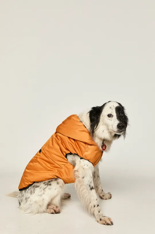 жовтий Medicine - Куртка для собаки Midnight Queen Жіночий