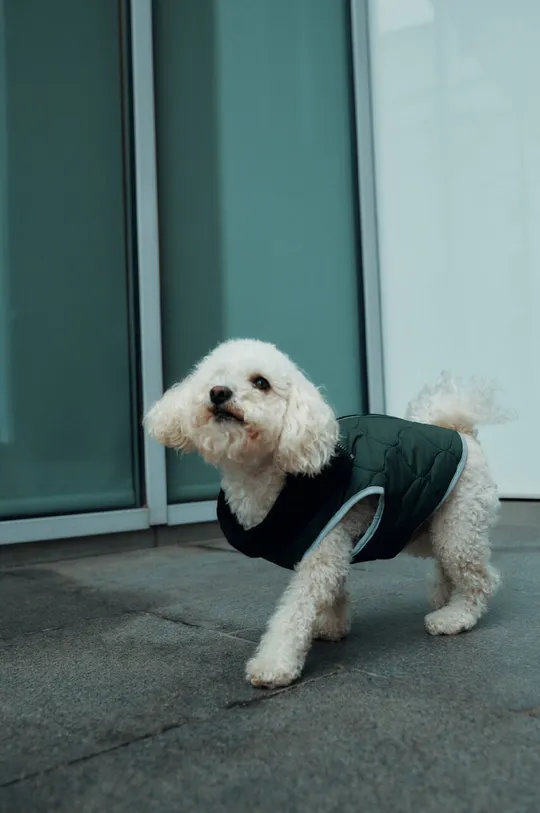 зелений Куртка для собаки Medicine Жіночий