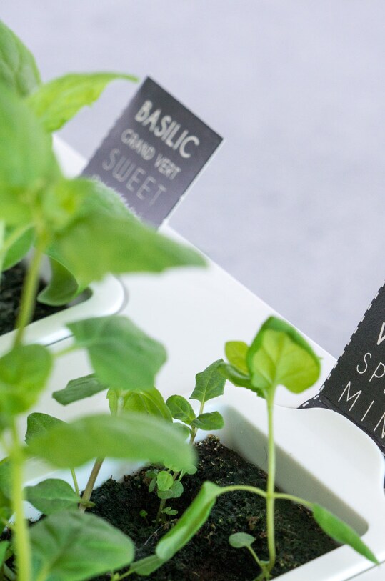 Veritable - Insertie de semintebusuioc VLIN.A10.Bas001