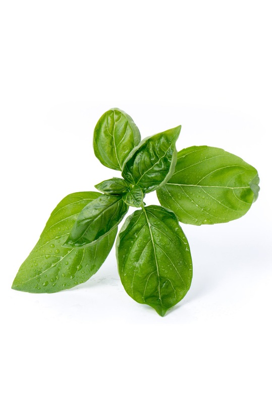 Veritable - Insertie de semintebusuioc VLIN.A10.Bas001 multicolor AA00