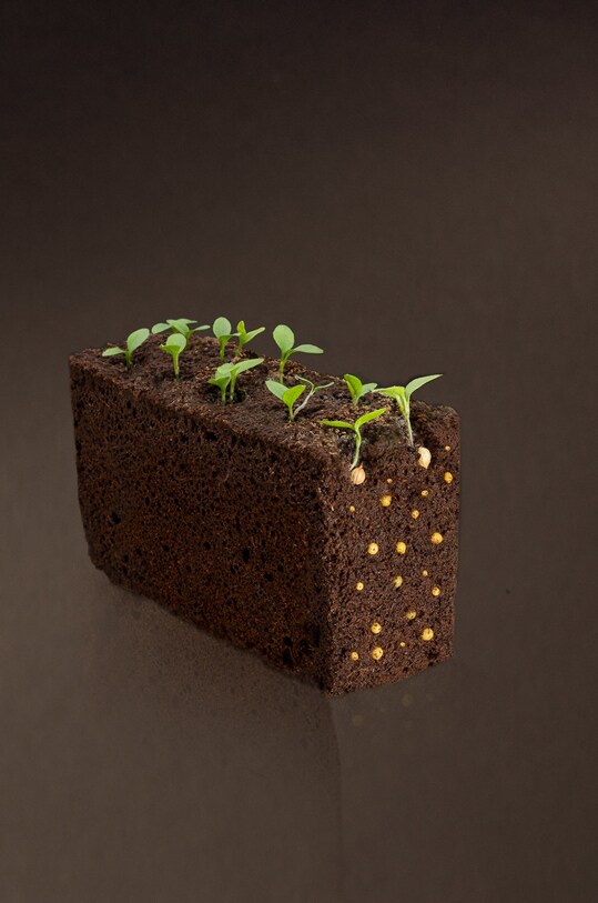 Veritable - Insertie de semintebusuioc multicolor VLIN.A10.Bas001