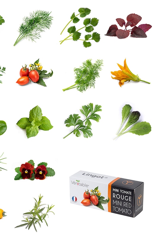 Veritable wkład nasienny Sałata masłowa VLIN.L5.Lai01B