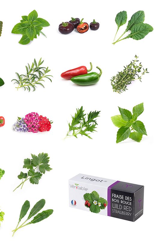 Veritable wkład nasienny Sałata masłowa VLIN.L5.Lai01B