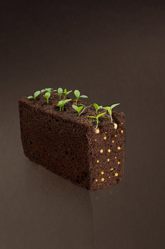 Veritable wkład nasienny Sałata masłowa VLIN.L5.Lai01B multicolor