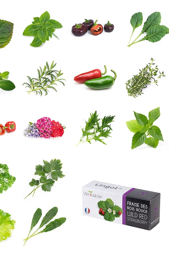 Veritable - Semenná vložka Pietruszka VLIN.A10.Per002