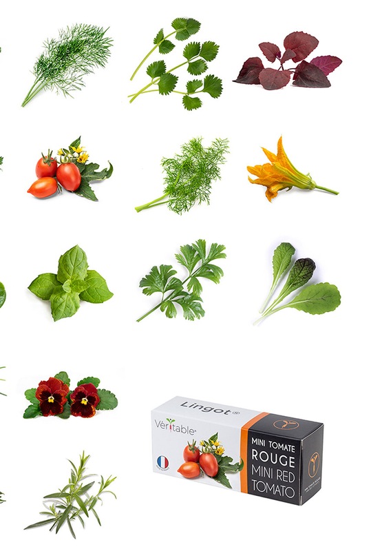 Veritable - Insertie de seminte rucola VLIN.J10.Roq02E