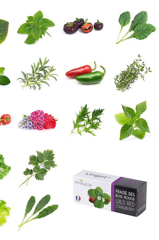 Veritable - Insertie de seminte rucola VLIN.J10.Roq02E