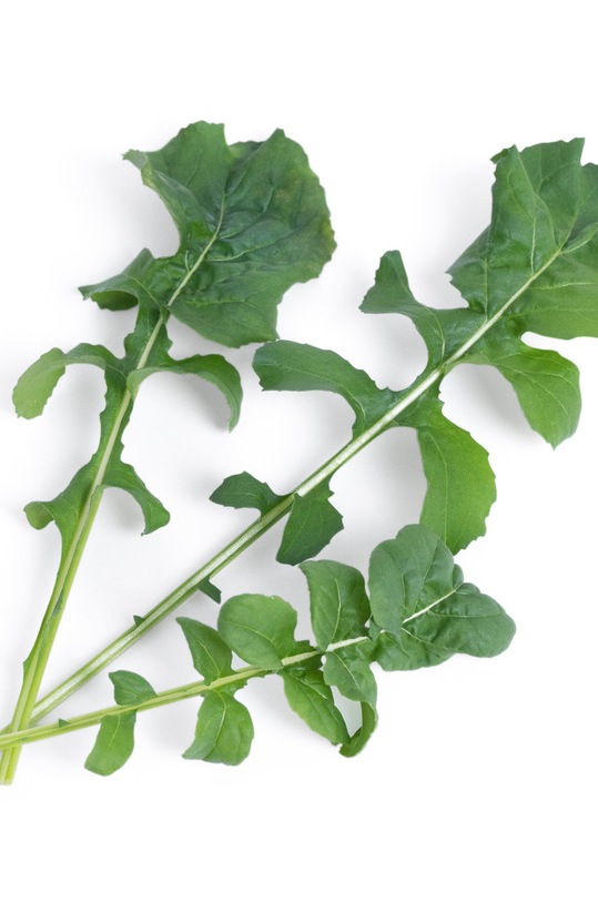 Veritable wkład nasienny Rukola VLIN.J10.Roq02E multicolor AA00