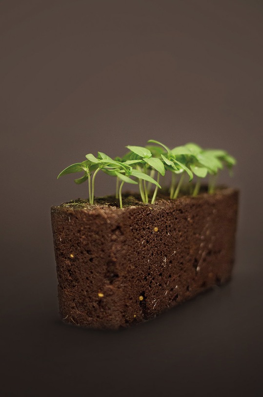 Veritable wkład nasienny Rukola VLIN.J10.Roq02E