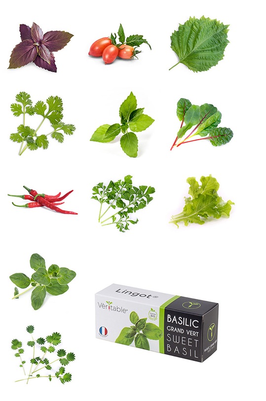 Veritable - Insertie de seminte rucola VLIN.J10.Roq02E