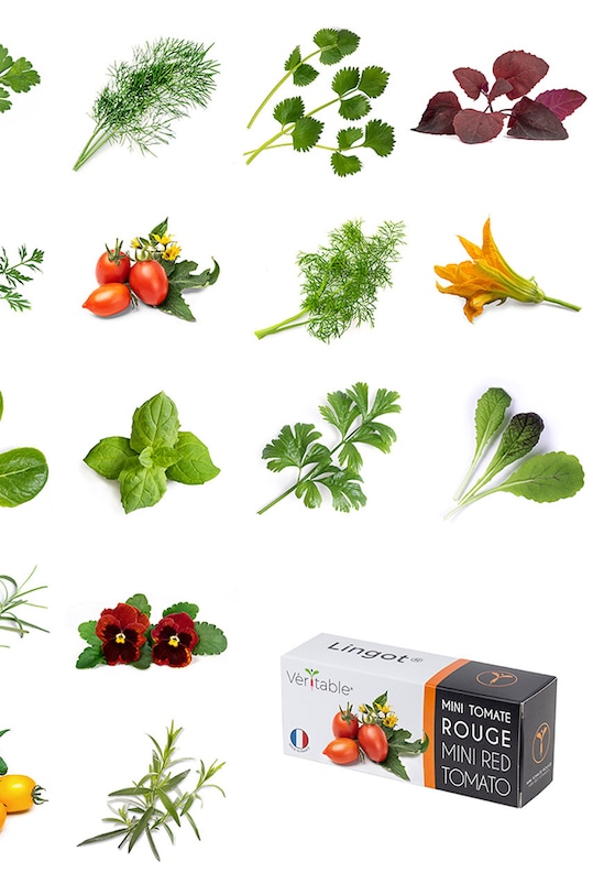 Veritable wkład nasienny Oregano VLIN.A10.Ori00C