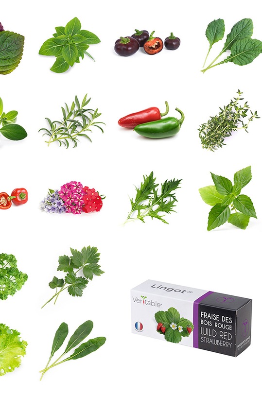 Veritable wkład nasienny Oregano VLIN.A10.Ori00C