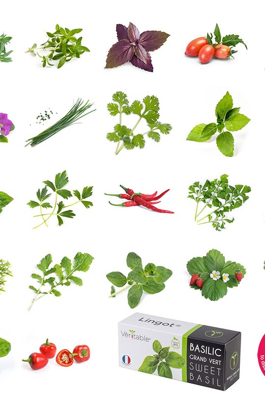 Veritable wkład nasienny Oregano VLIN.A10.Ori00C