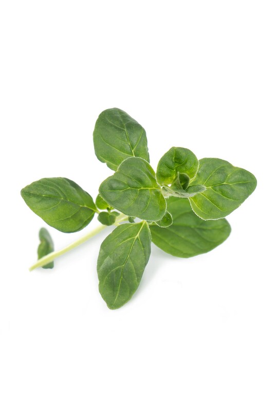 Veritable wkład nasienny Oregano VLIN.A10.Ori00C multicolor AA00