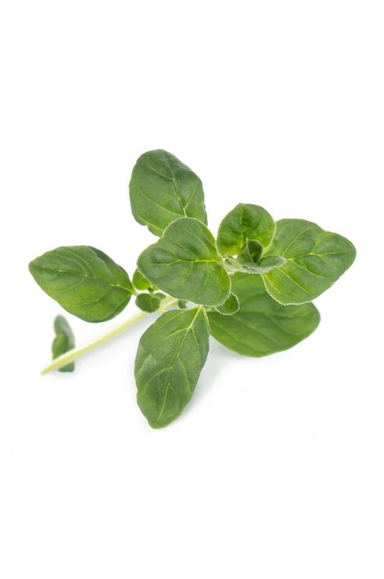 Veritable wkład nasienny Oregano VLIN.A10.Ori00C multicolor AA00