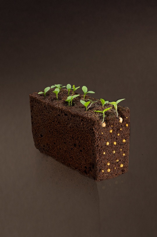 Veritable wkład nasienny Oregano VLIN.A10.Ori00C multicolor