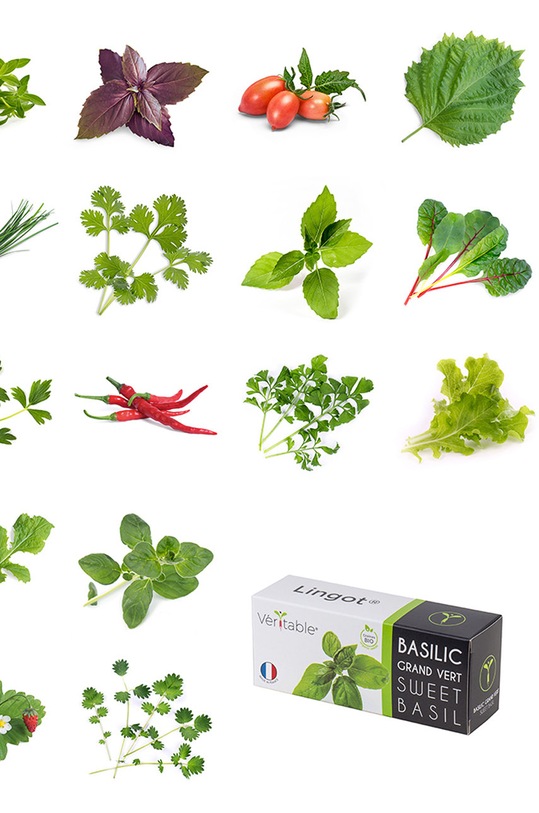 Veritable wkład nasienny Oregano VLIN.A10.Ori00C