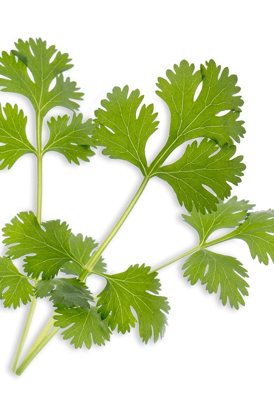 Veritable - Посевной вкладыш Кориандр VLIN.A10.Cor003 мультиколор AA00