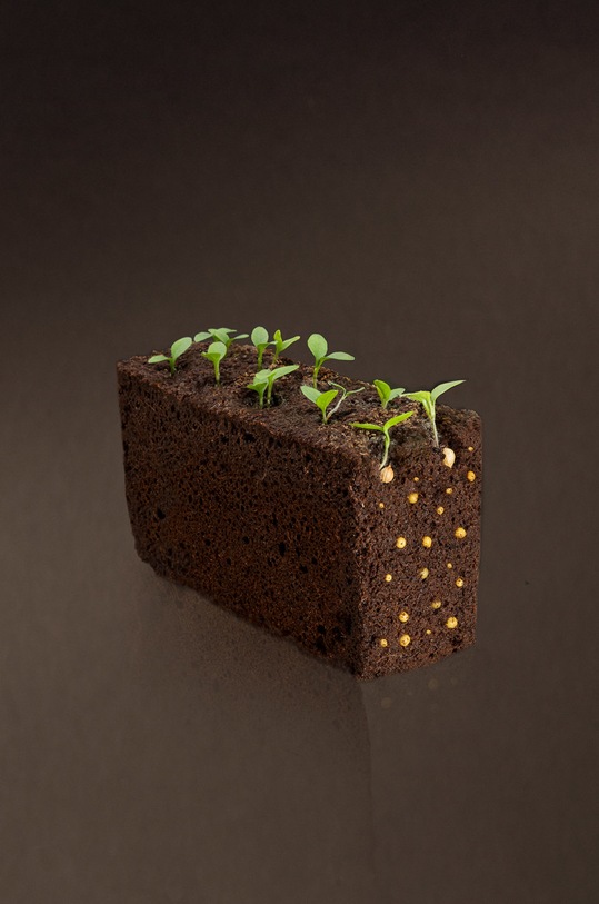 Veritable - Insertie de seminte rozmarin VLIN.A10.Rom007 multicolor