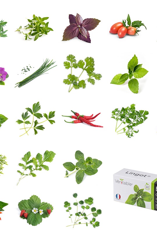 Veritable - Umetak sa sjemenom Cherry rajčica crvena VLIN.L5.Tom016