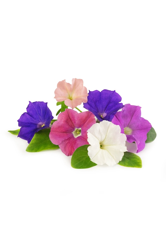 Veritable wkład nasienny Petunia VLIN.F5.Pet02A multicolor AA00