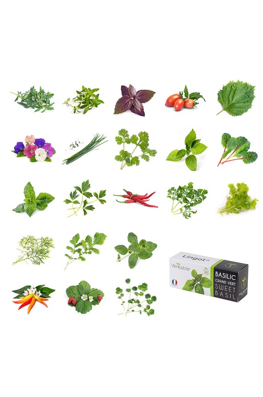 Veritable wkład nasienny Petunia VLIN.F5.Pet02A