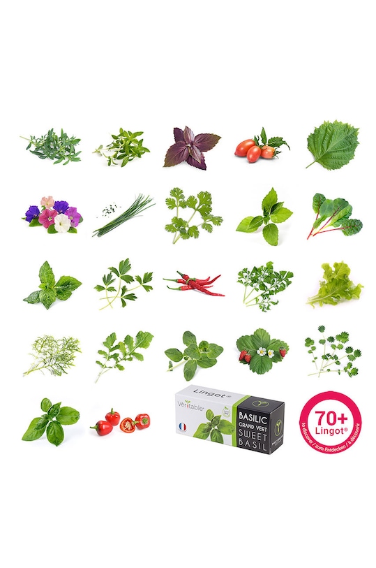 Veritable - Insertie de seminte busuioc citric VLIN.O10.Bas010