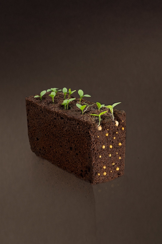 Veritable - Insertie de seminte busuioc citric VLIN.O10.Bas010 multicolor