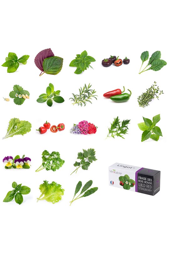 Veritable wkład nasienny Bazylia purpurowa VLIN.O10.Bas00F