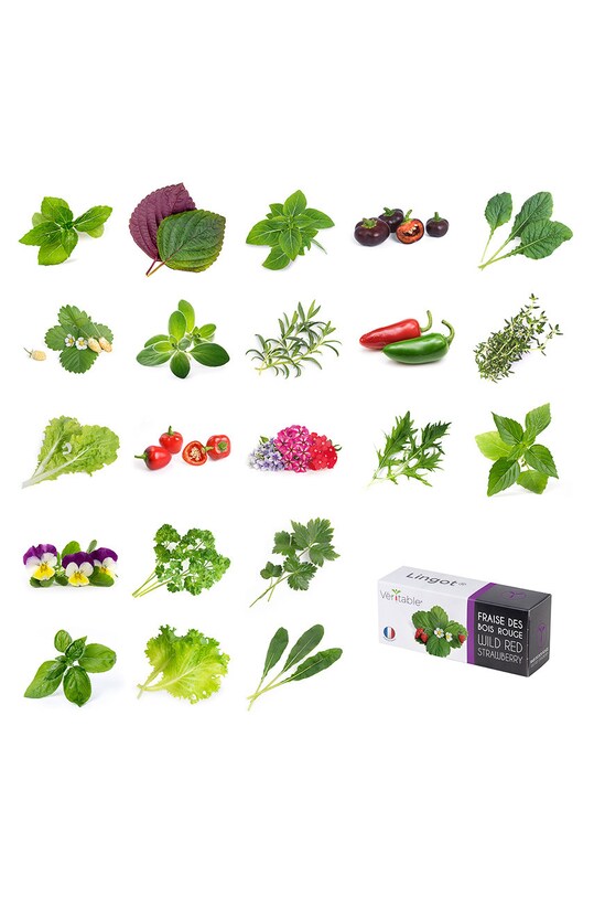 Veritable wkład nasienny Bazylia tajska VLIN.O10.Bas00D