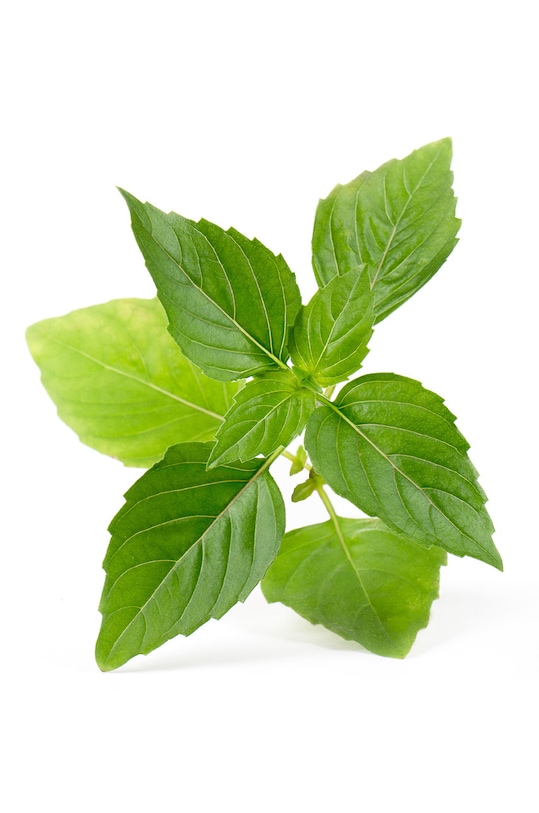 Veritable wkład nasienny Bazylia tajska VLIN.O10.Bas00D multicolor AA00