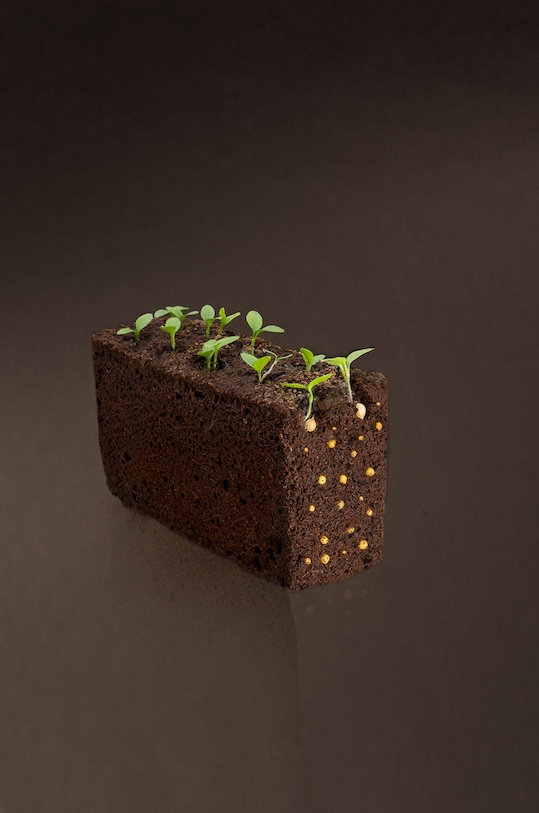 Veritable wkład nasienny Bazylia tajska VLIN.O10.Bas00D multicolor